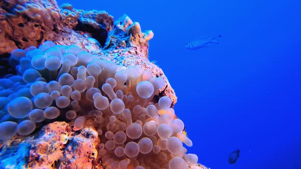 Clownfish Blue Sea Water