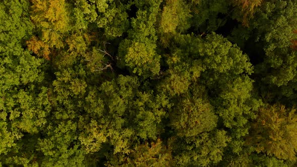 From top shot to a look up shot flying smooth forward over a green and orange colored forest in the