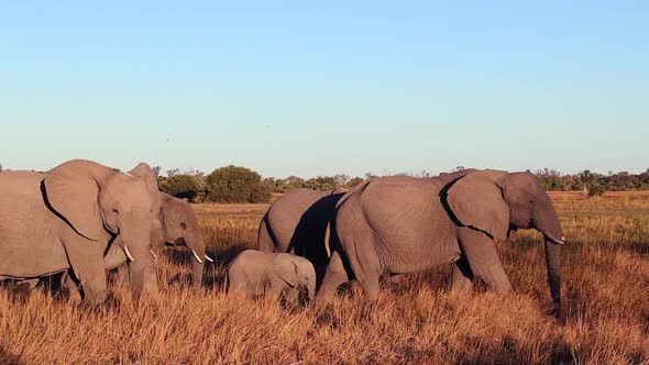 Baby elephant protected by the herd, walks in evening golden light