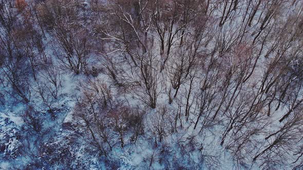 Snow Covered Tree Forest During a in Heavy Snowfall