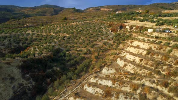 Flying Over Olive Farms in Spain At Sunset