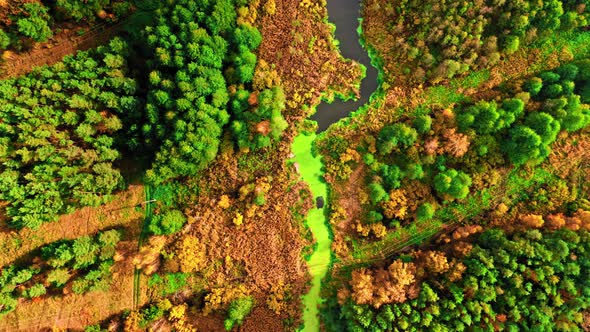 River and swamps in autumn. Aerial view of wildlife, Poland