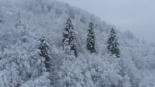 Aerial shot: spruce and pine winter forest completely covered by snow.