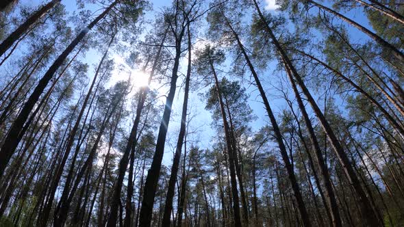 Walking Through the Forest with Pine Trees During the Day POV Slow Motion