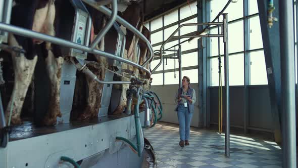 Livestock Worker Collecting Data on Dairy Farm