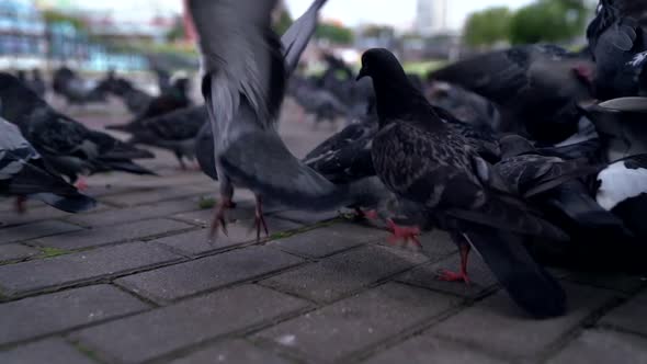 Flock of Doves Are Sitting on Ground in City Park, Flying From Camera