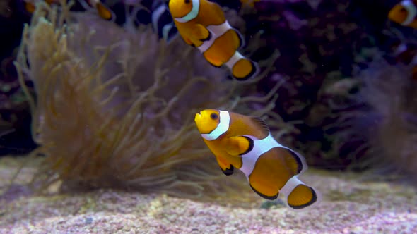 Ocellaris Clownfish or Amphiprion Ocellaris Swimming Underwater