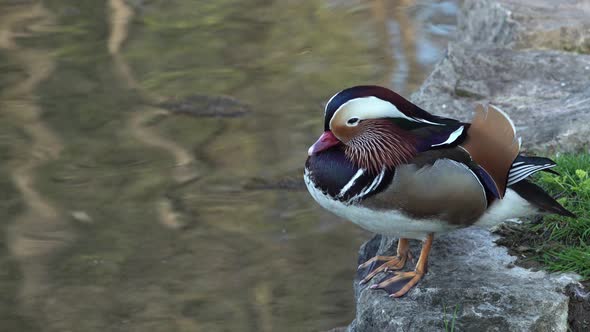 A mandarin duck (aix galericulata) falling asleep  at the edge of a pond.