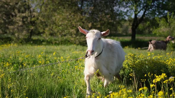 Mature Goat on Pasture at Sunny Summer Day