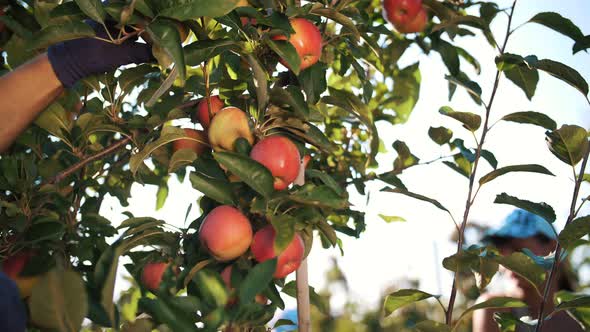 Apple Harvesting