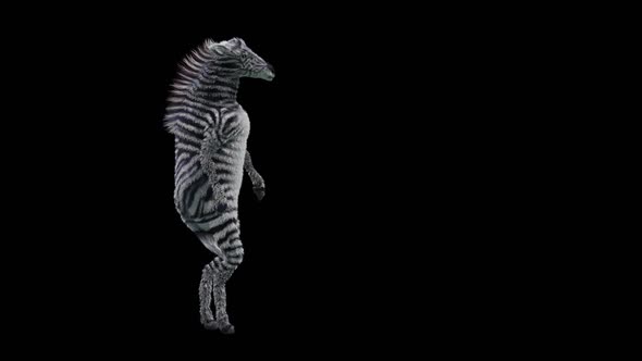 63 Zebra Dancing HD