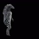 63 Zebra Dancing HD - VideoHive Item for Sale