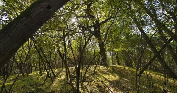 Big Tree In A Forest In Autumn