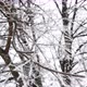 Trees in the Snow - VideoHive Item for Sale