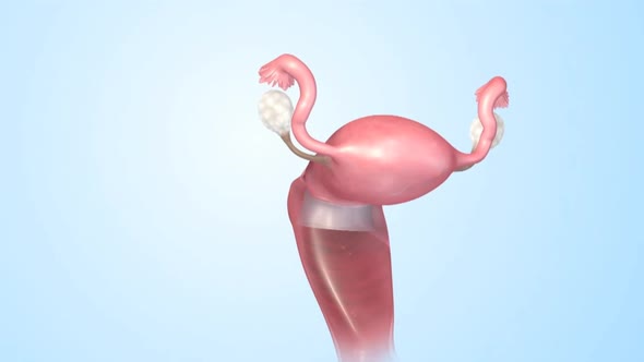Female Reproductive System 3d Anatomy