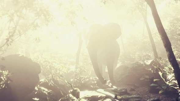 Big Elephant Looking From a Green Jungle to the Camera