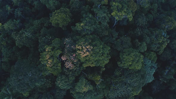 Aerial top down view, slow cinematic shot of tropical forest canopy