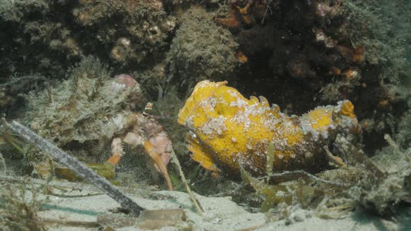 Underwater footage of an altercation between a decorative Hermit crab chasing a rare Yellow Velvet f