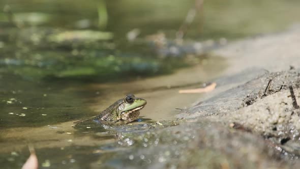 Green Frog Sits on the River Shore on Sand in Water. Portrait of Toad in Marsh