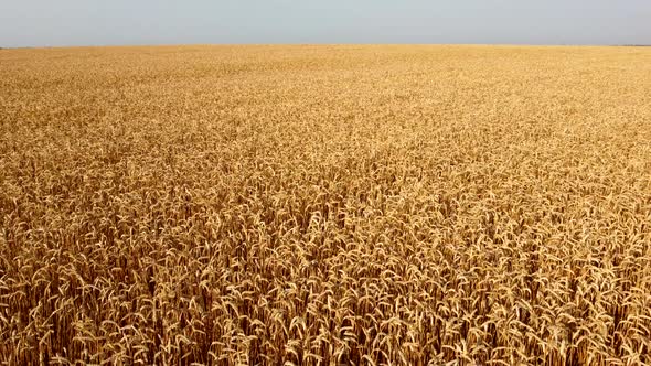 Wheat Field