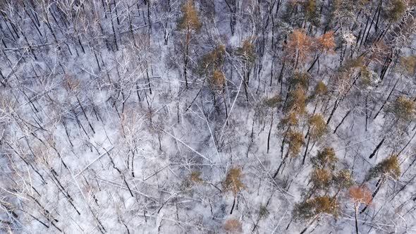 Flying Over Broken Trees in the Winter Forest  Bird Eye View After Hurricane and Blizzard