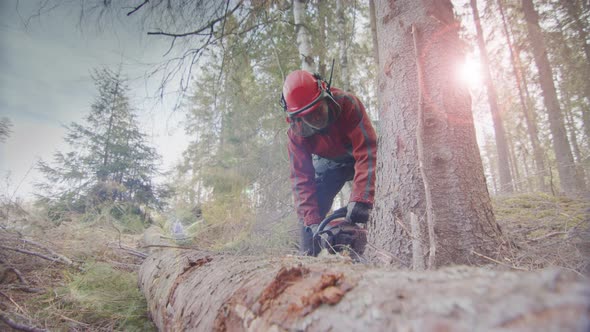 LENS FLARE, SLOW MOTION - A man chainsawing a tree he is felling, Sweden