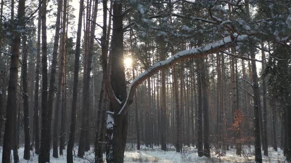 Front view of winter forest