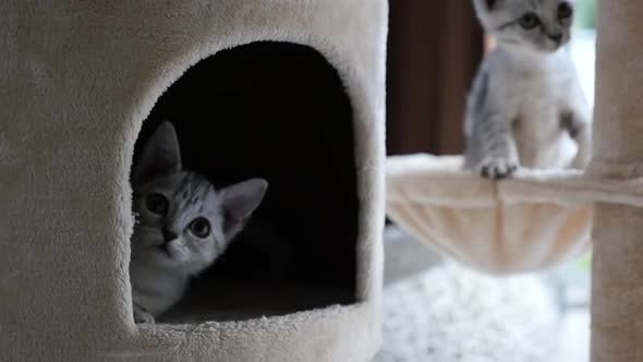 Cute Cat Lying On Cat Tower Slow Motion