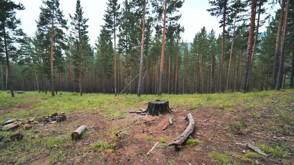 A Lonely Stump in a Clearing in a Siberian Forest