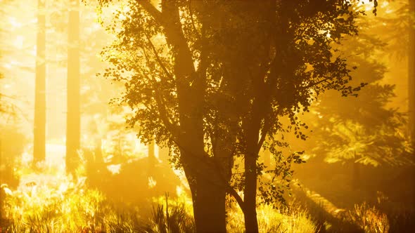 Panoramic View of the Majestic Evergreen Forest in a Morning Fog