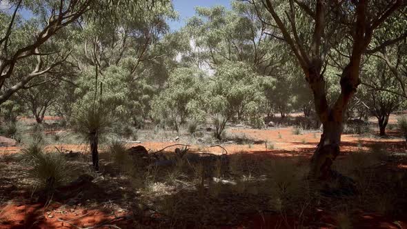 Sunny Forest Red Dry Ground