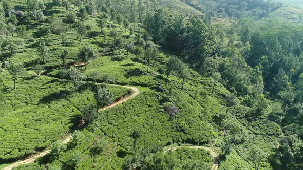 Flyover Green Tea Landscape