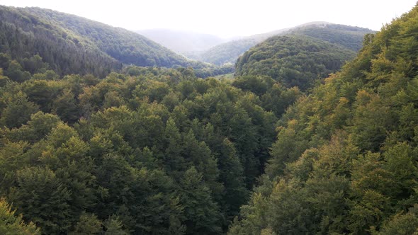 Pine Tree Forest Drone Shots Going Up