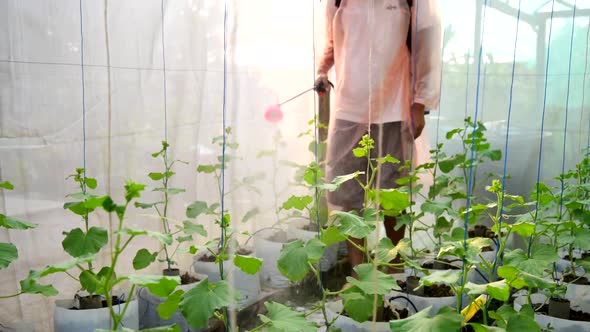 Farmer spraying for cleaning fresh melon for protect it from disease