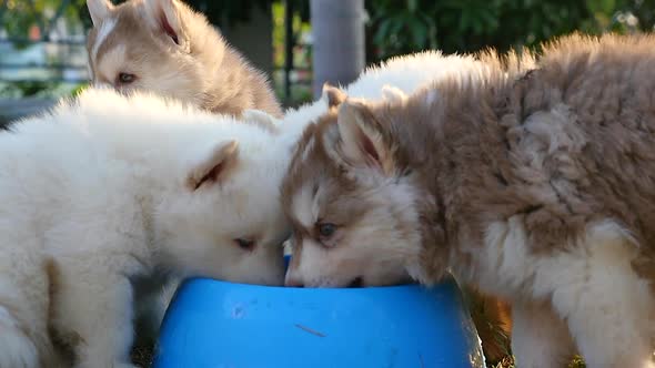 Cute Siberian Husky Puppies Drinking Water From Bowl