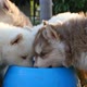 Cute Siberian Husky Puppies Drinking Water From Bowl - VideoHive Item for Sale