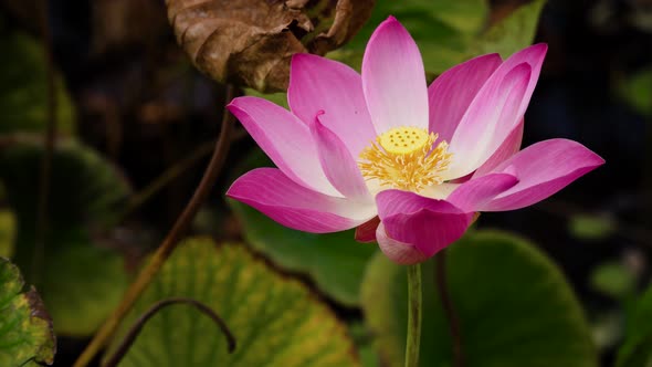 Pink Lotus Flower