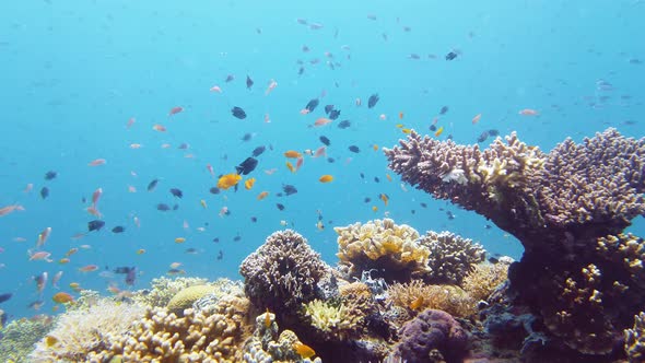 The Underwater World of a Coral Reef. Leyte, Philippines.