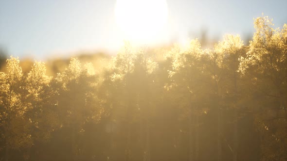 Pine Forest on Sunrise with Warm Sunbeams alt