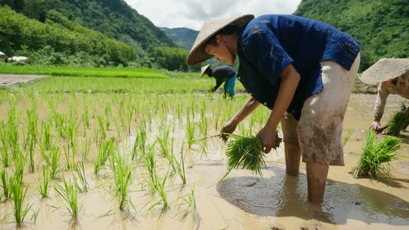 People To Do Paddy Farming