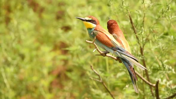European Bee-eater or Merops Apiaster