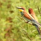 European Bee-eater or Merops Apiaster - VideoHive Item for Sale