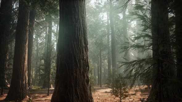 Sunrise in the Sequoias, General Grant Grove, Sequoia National Park