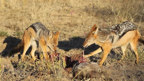 Scavenging Black Backed Jackals