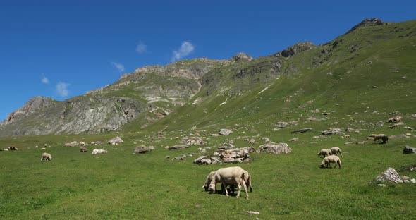 Dog keeping sheeps, Vanoise national park, Savoie department, France
