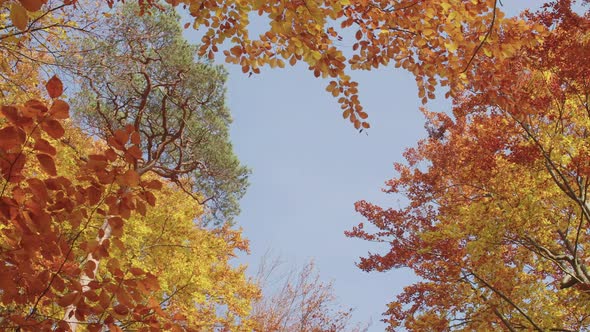 View towards Sky, a panning through an Autumnal Forest with Colorful Branches.