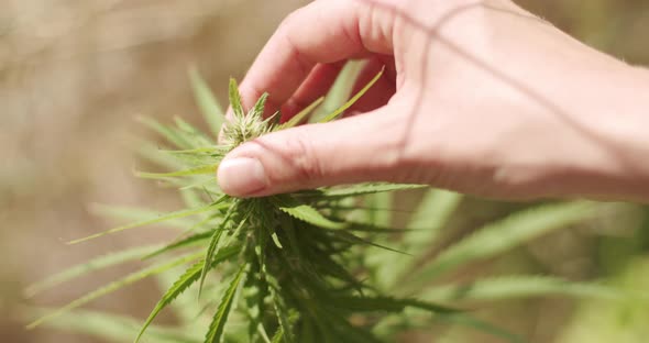 Caucasian jemals hands grabbing and inspecting the top of a hemp plant. Top shot with shallow depth