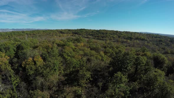 Aerial view of a wide forest