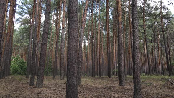 Landscape Inside the Forest with Pine Trees