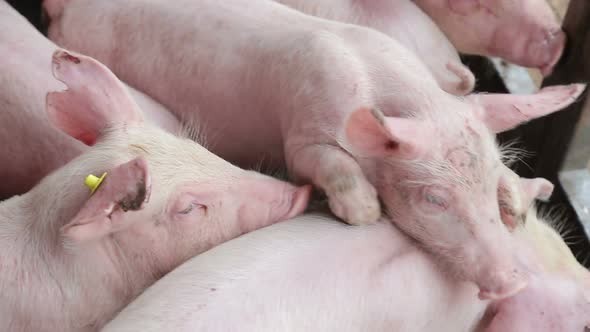 Pigs Are Resting, Lying in the Barn. One Pig with Open Eyes, Looks. Meat Production